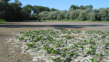Bild eines ausgetrockneten Sees. Aus dem matschigen Grund ragen die teilweise schon vertrockneten Seerosen.