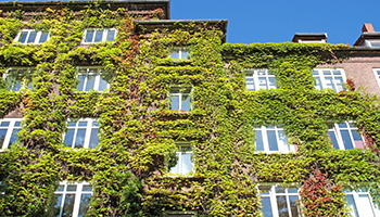 Fassadenbegrünung