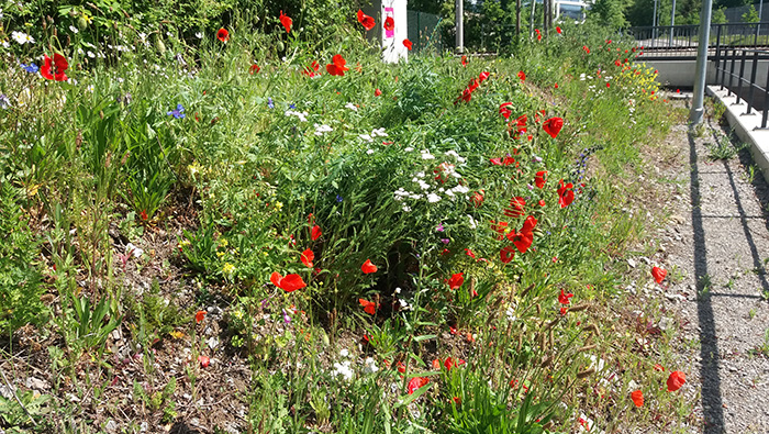Vegetation: Pflanzungen, Ansaaten und Blühergebnisse in Böblingen