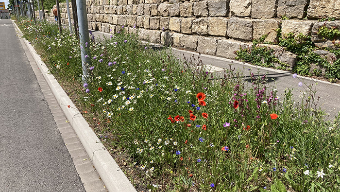 Vegetation: Pflanzungen, Ansaaten und Blühergebnisse in Böblingen