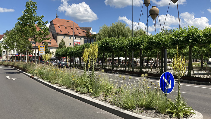 Vegetation: Pflanzungen, Ansaaten und Blühergebnisse in Böblingen
