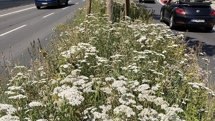 Vegetation: Pflanzungen, Ansaaten und Blühergebnisse in Böblingen