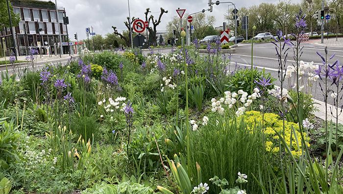 Vegetation: Pflanzungen, Ansaaten und Blühergebnisse in Böblingen