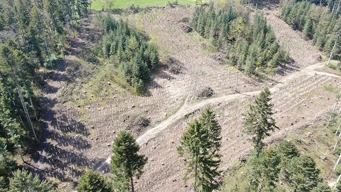 Wiederbewaldung von Schadflächen im Gemeindewald Glatten