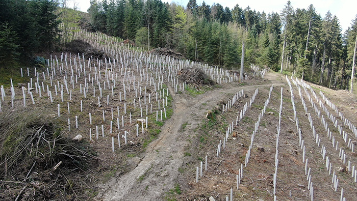 Wiederbewaldung von Schadflächen im Gemeindewald Glatten