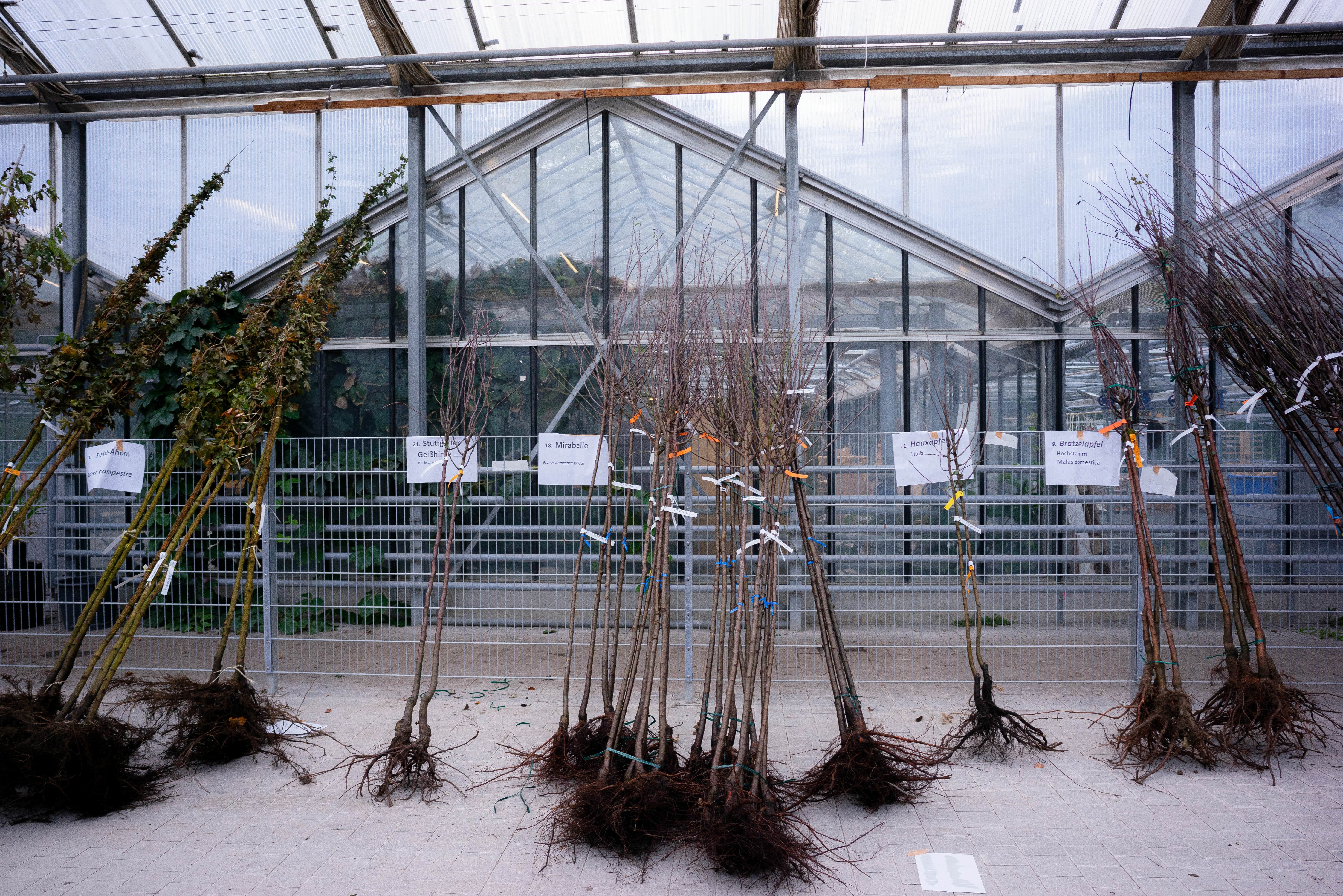 Klimabäume, die an Bürgerinnen und Bürger verschenkt wurden