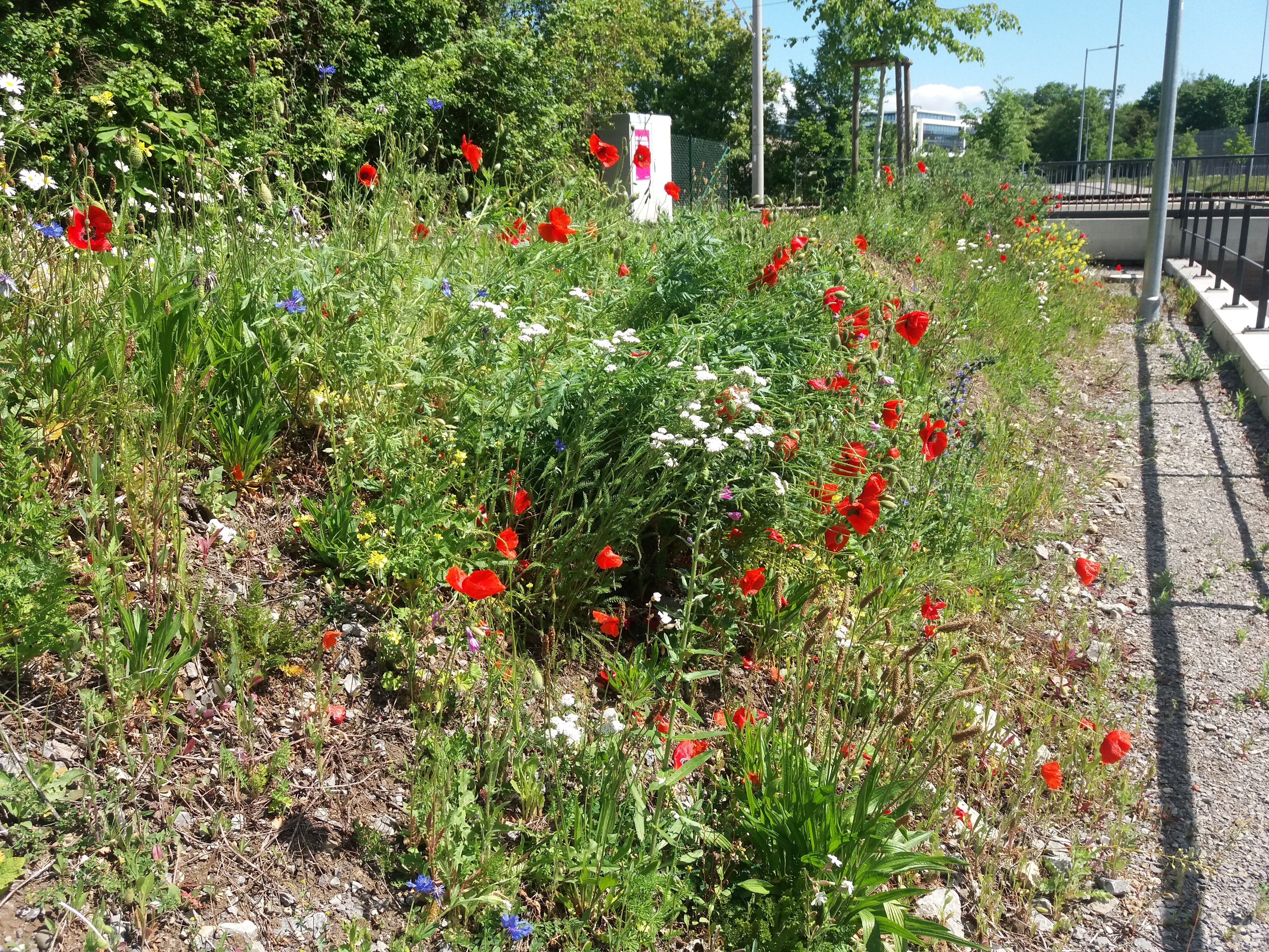 Vegetation: Pflanzungen, Ansaaten und Blühergebnisse in Böblingen