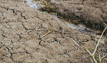 Ausgetrockenetes Feld