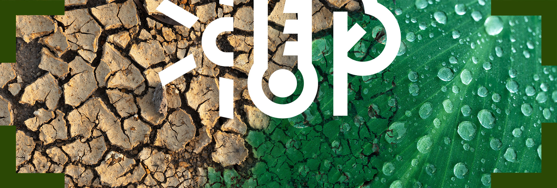 Grüne Fläche geht in vertrockneten Untergrund über.