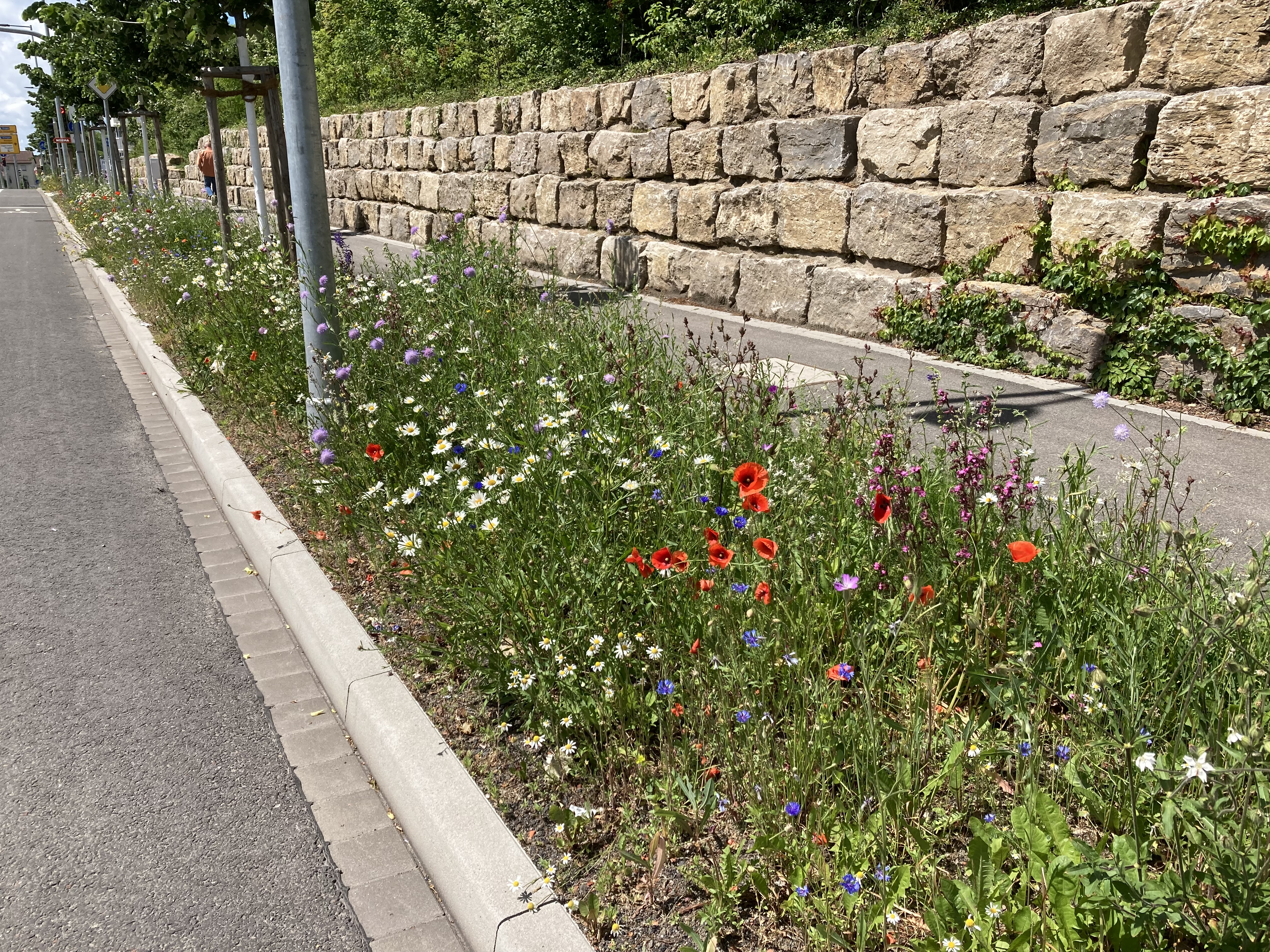 Vegetation: Pflanzungen, Ansaaten und Blühergebnisse in Böblingen