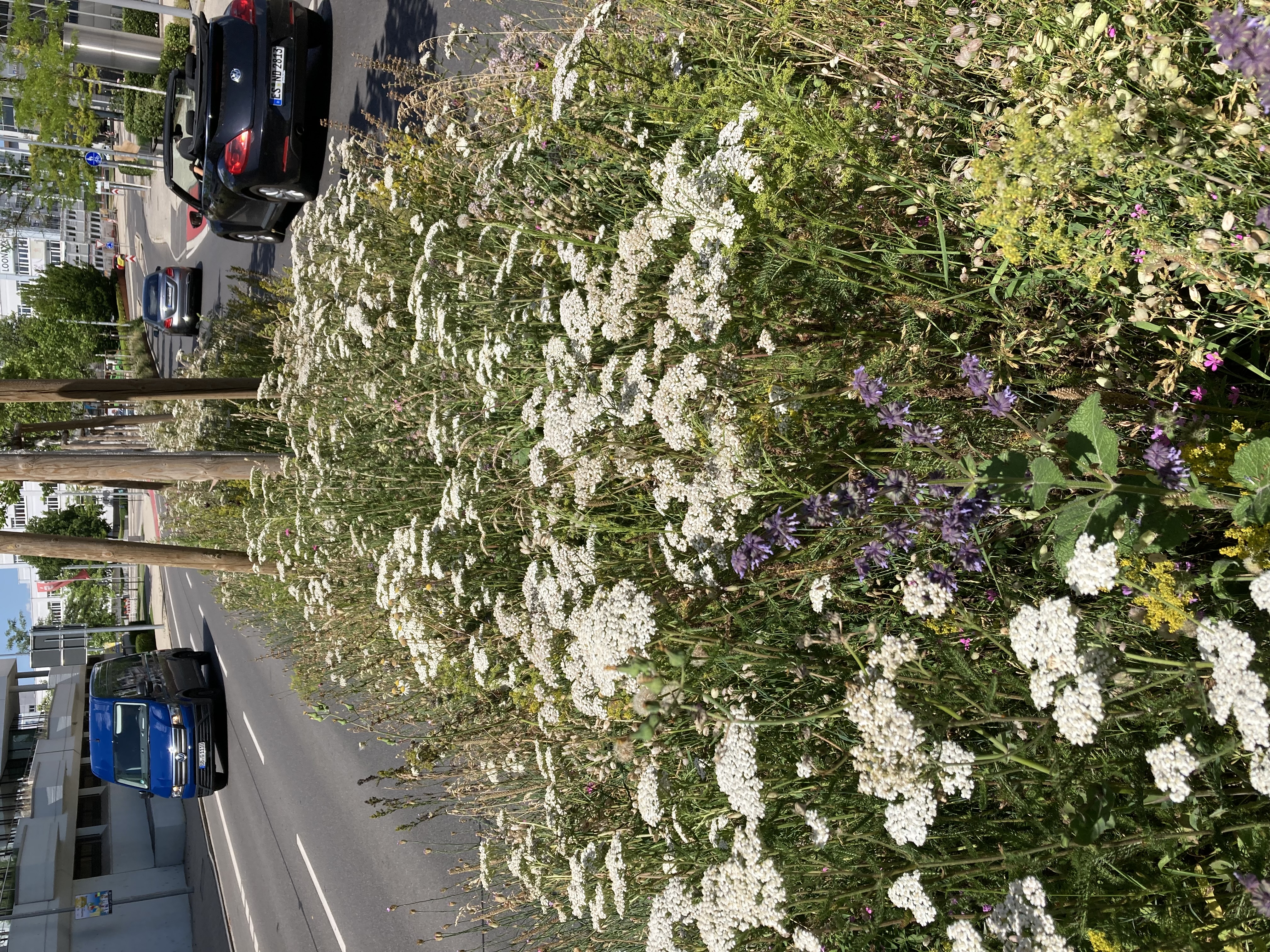 Vegetation: Pflanzungen, Ansaaten und Blühergebnisse in Böblingen