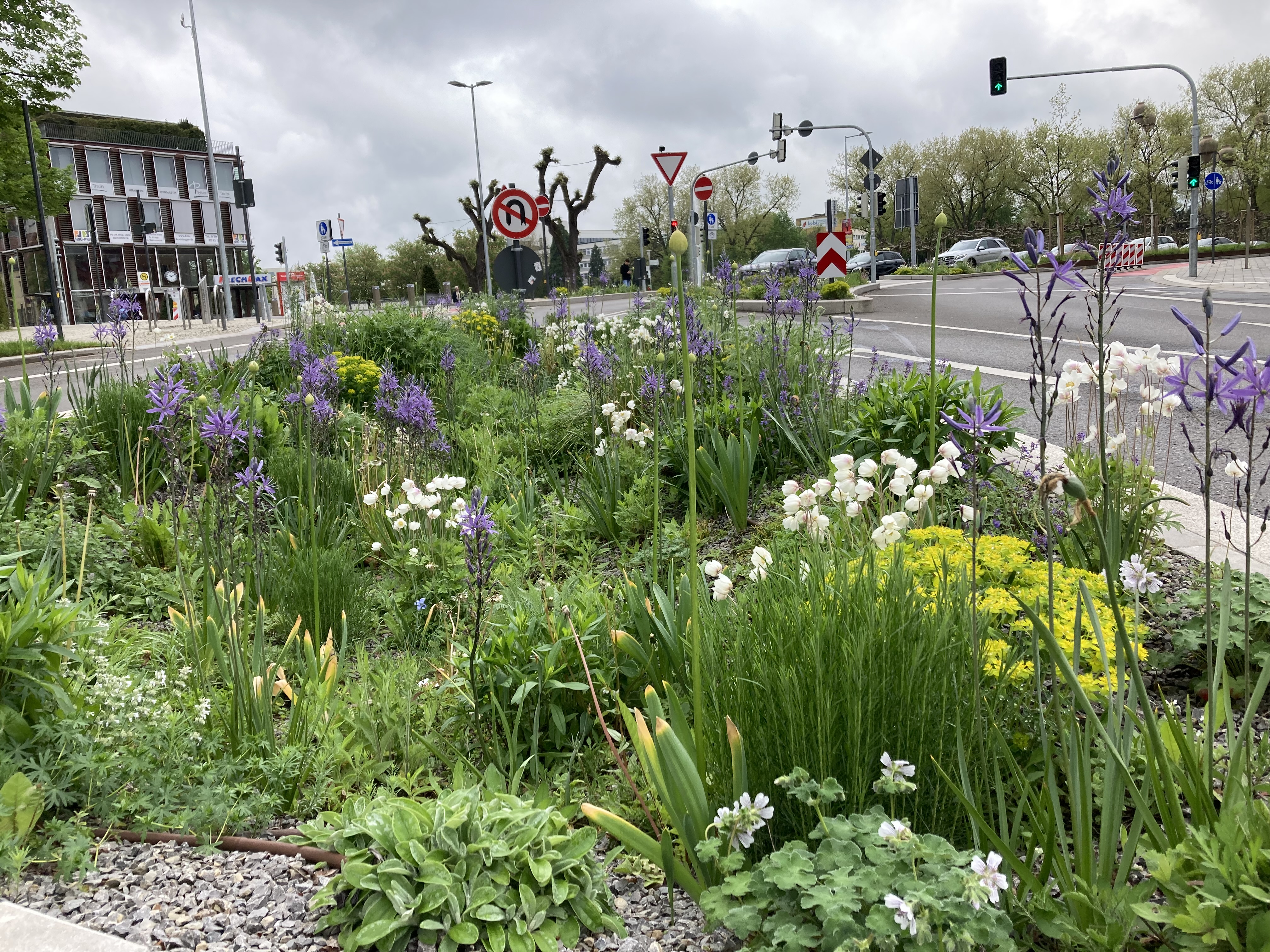 Vegetation: Pflanzungen, Ansaaten und Blühergebnisse in Böblingen