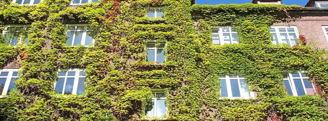 Fassadenbegünung