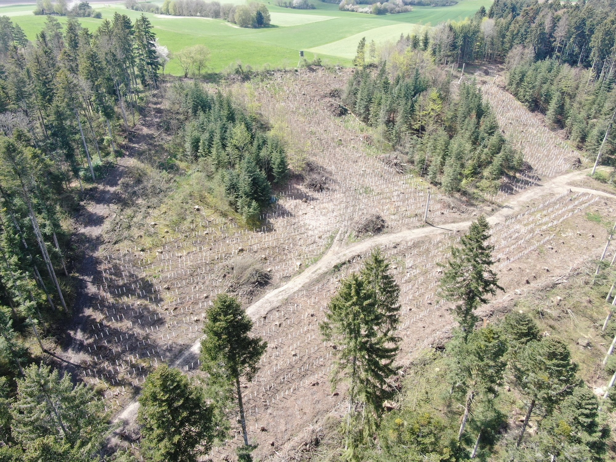 Wiederbewaldung von Schadflächen im Gemeindewald Glatten