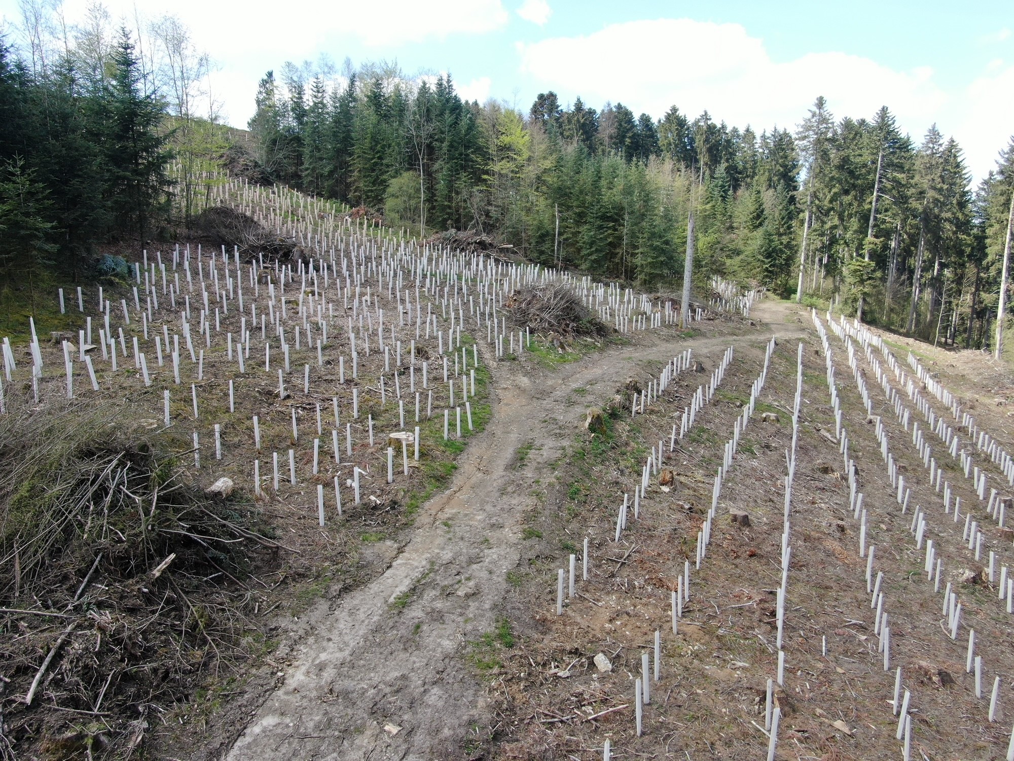 Wiederbewaldung von Schadflächen im Gemeindewald Glatten
