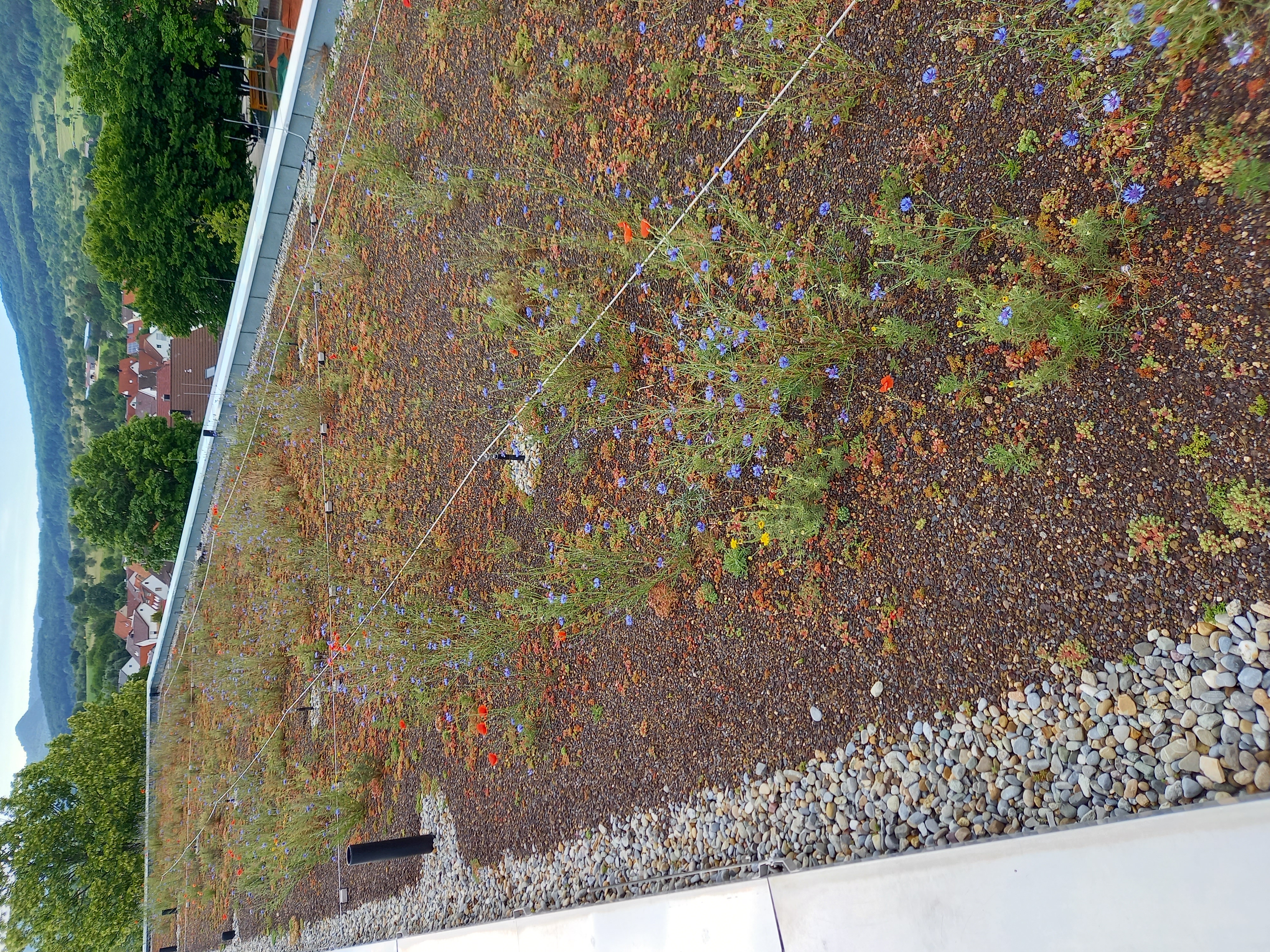 Sanierung Schuldach in Bissing an der Teck