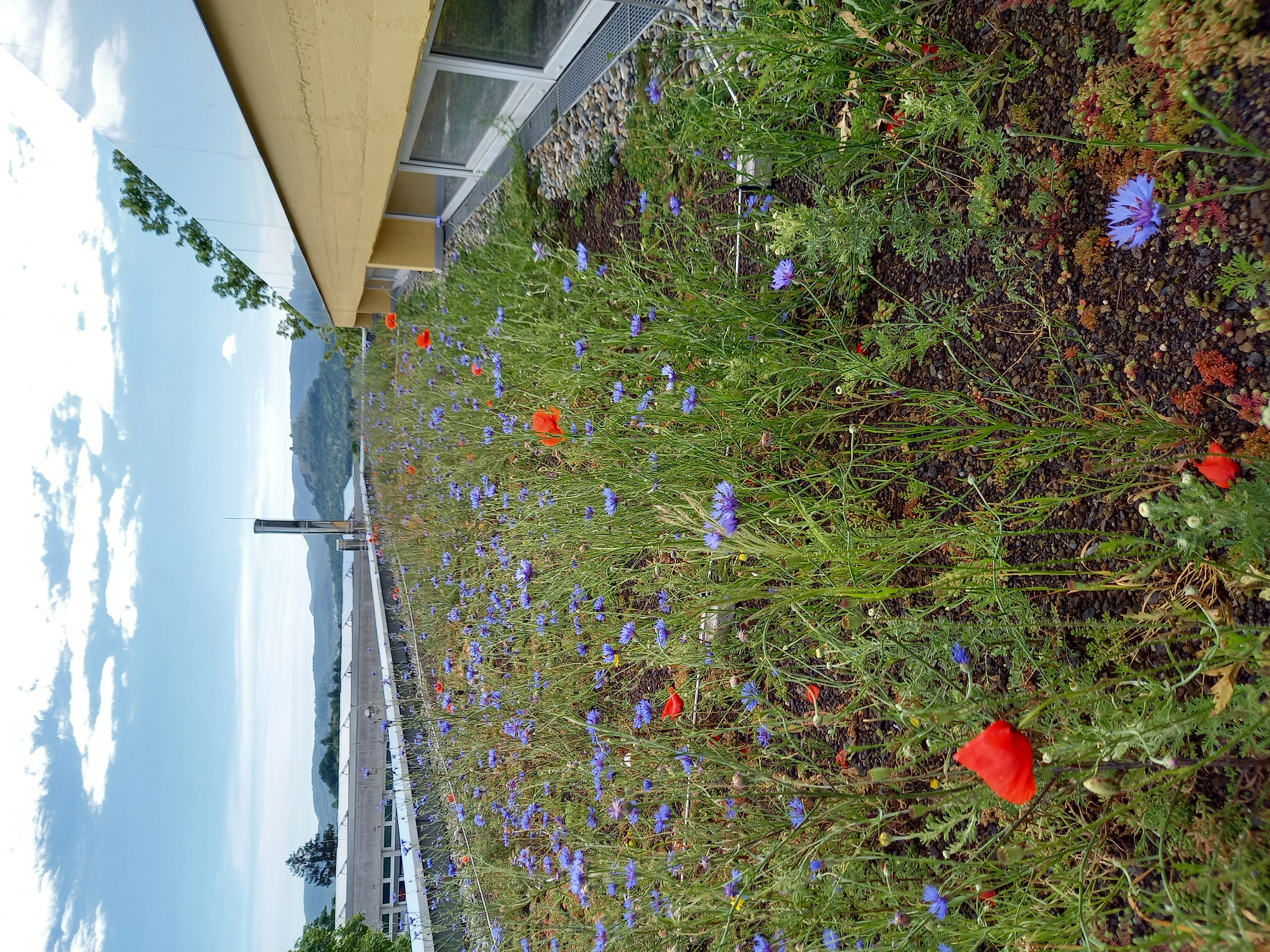 Sanierung Schuldach in Bissing an der Teck