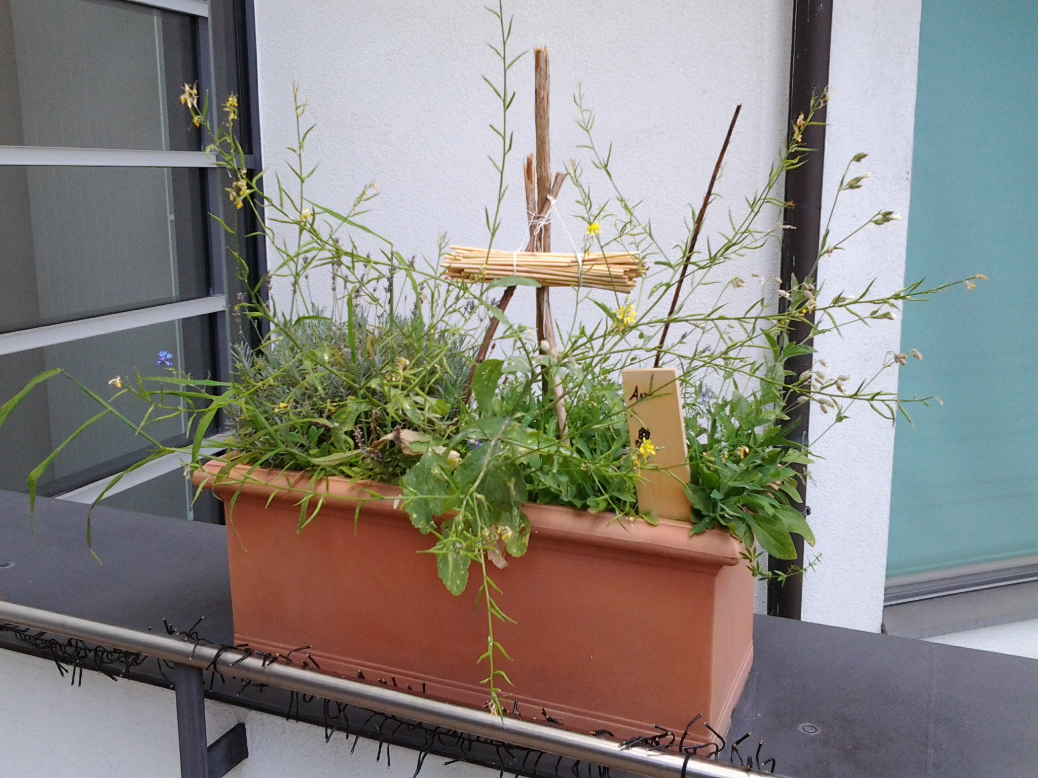 Insektenfreundliche Blumenlästen von Schülerinnen und Schülern und Seniorinnen und Senioren gemeinsam bepflanzt