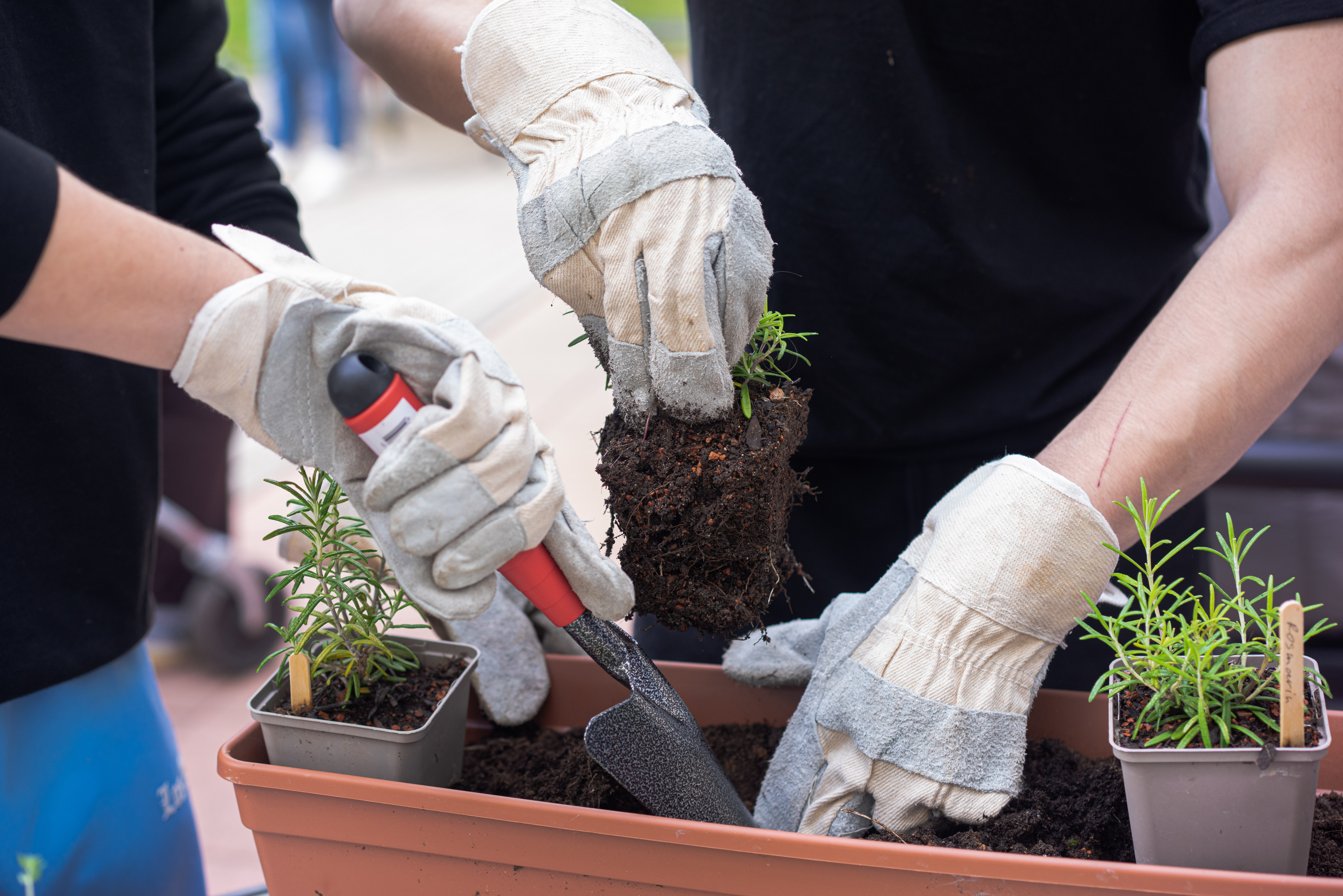 Insektenfreundliche Blumenlästen von Schülerinnen und Schülern und Seniorinnen und Senioren gemeinsam bepflanzt